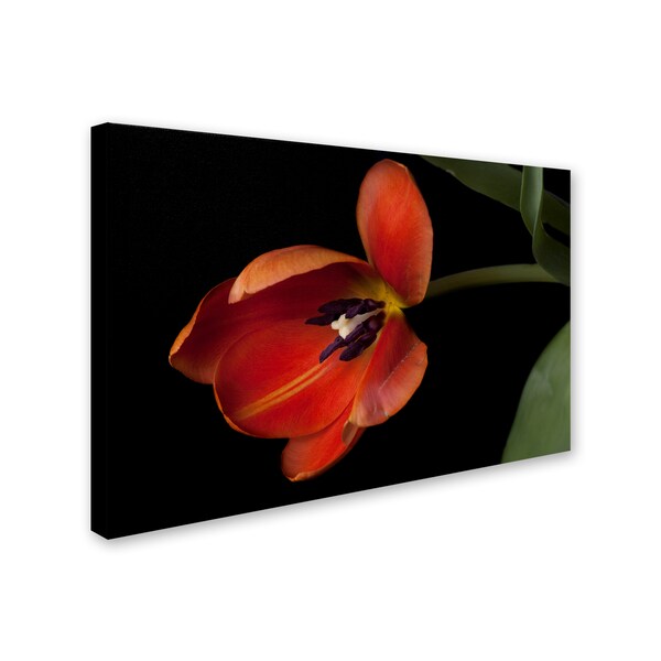 Lori Hutchison 'Orange Tulip' Canvas Art,12x19